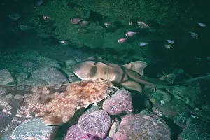 Maculatus: Port Jackson / Horned Shark and a Wobbygong Shark
