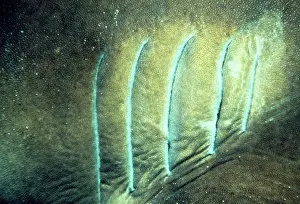 Heterodontus: Port Jackson Shark - showing gills