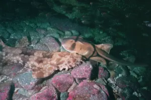 Jacksons: Port Jackson Shark and Wobbygong (Orectolobus ornatus)