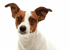 Portait: Portait of an adorable jack russell terrier isolated