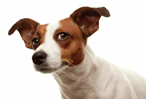 Portait: Portait of an adorable jack russell terrier isolated