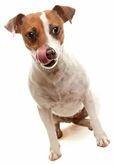 Portait: Portait of an adorable jack russell terrier isolated