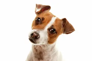 Portait: Portait of an adorable jack russell terrier isolated
