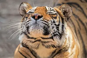 Portait: Portait of a lazy tiger (Panthera tigris tigris)
