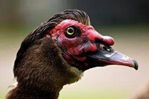 Moschata: Portait Muscovy Duck (Cairina moschata), Skagen