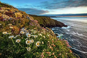 Campion: Porthmeor Point - Looking to Pendeen - Cornwall - UK