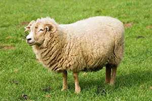 Portland: Portland sheep - grazing