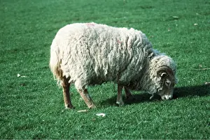 Wooly: PORTLAND SHEEP - GRAZING