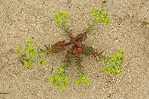 Spurge: Portland Spurge - prostrate on sand-dunes