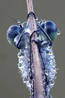 Odonate: Portrai Libelle, Emerald Damselfly (Lestes sponsa)