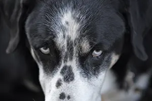 Towns: Portrait of abandoned pets in the street France