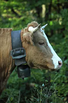 Bells: Portrait of Abondance cow with a bell - France