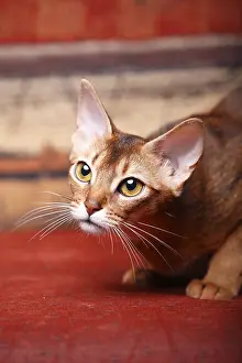 Shor: Portrait of an Abyssinian cat head down and attentive France