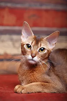 Shor: Portrait of an Abyssinian cat sitting France