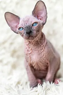 Fantasy: Portrait of adorable Canadian Sphynx Cat kitten