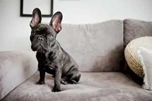 Luck: portrait adorable french bulldog. Beautiful photo