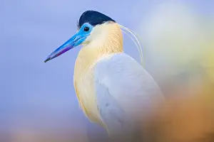 Bokeh: Portrait of adult Capped Heron (Pilherodius pil