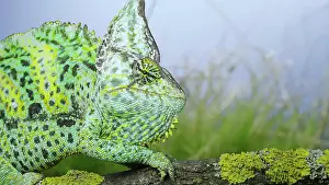 Conehead: Portrait of an adult colorful Veiled chameleon (