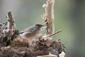 Chestnuts: Portrait of adult female of Eurasian blackcap (Sylvia