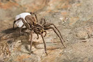 Araneae: Portrait of adult female of false tarantula (Hogna