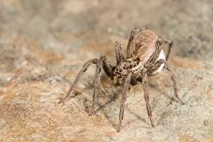 Araneae: Portrait of adult female of false tarantula (Hogna