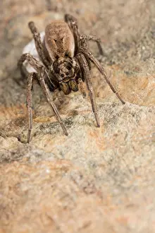Araneae: Portrait of adult female of false tarantula (Hogna