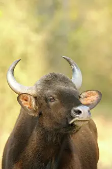 Madhya: Gaur