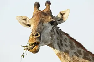 Hoofed: Portrait of an adult Giraffe (Giraffa camelopar
