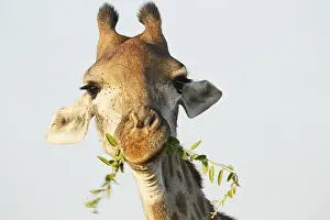 Hoofed: Portrait of an adult Giraffe (Giraffa camelopar