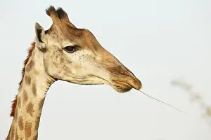 Hoofed: Portrait of an adult Giraffe (Giraffa camelopar