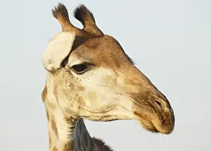 Hoofed: Portrait of an adult Giraffe (Giraffa camelopar