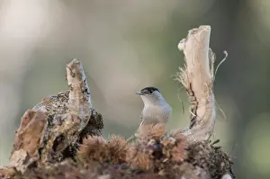 Blackcap: Portrait of an adult male of Eurasian blackcap (Sylvia