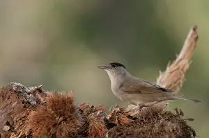 Blackcap: Portrait of an adult male of Eurasian blackcap (Sylvia