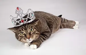 Princess: Portrait Of Adult Tabby Cat With Tiara On
