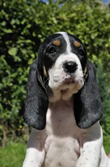 Scenthound: Portrait of af Puppy dog Ariegeois