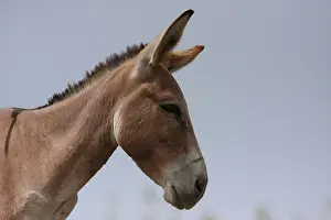 Asses: Portrait of African Donkey - Northern Senegal
