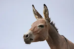 Asses: Portrait of African Donkey - Northern Senegal
