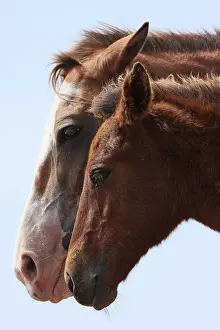 Foals: Portrait of African Horses - Northern Senegal