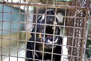 Hooks: Portrait of an aggressive mongrel dog of the SPCA in France