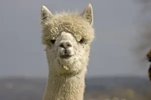 Alpaca: Portrait of an Alpaca Cotswolds UK