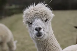 Alpaca: Portrait of an Alpaca Cotswolds UK