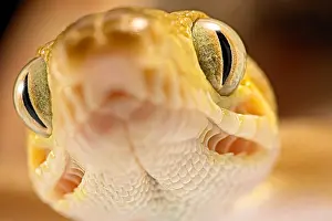 Amazonia: Portrait of Amazon tree boa (Corallus hortulanus)
