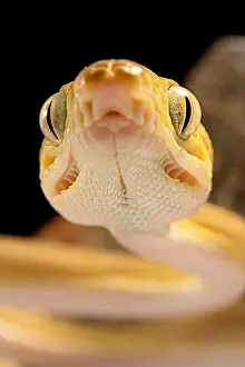 Amazonia: Portrait of Amazon tree boa (Corallus hortulanus)