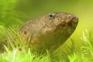 Catesbeiana: Portrait of an American Bullfrog