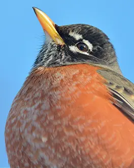Turdidae: Portrait of American Robin (Turdus migratorius)