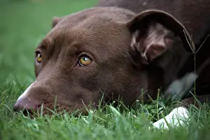 Sized: Portrait of American Staffordshire Terrier in the grass