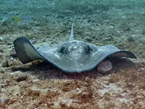 Keys: Portrait of American stingray (Hypanus americanus)