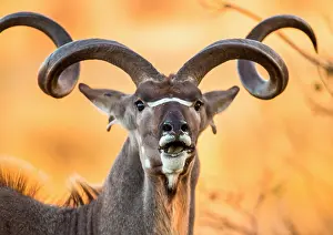Spiral: Portrait of antelope lowland nyala (Tragelaphus