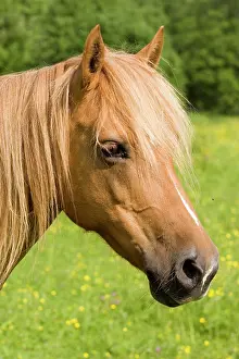 Nostril: Portrait of an Arab-Haflinger Mare, Volcano Couvinian