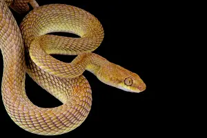 Colubrinae: Portrait of Arabian cat snake (Telescopus dhara)